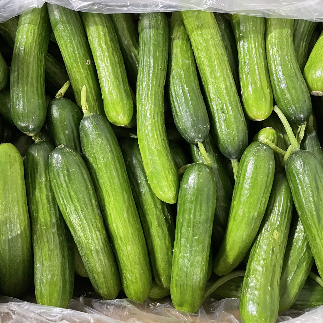 Cucumber Persian