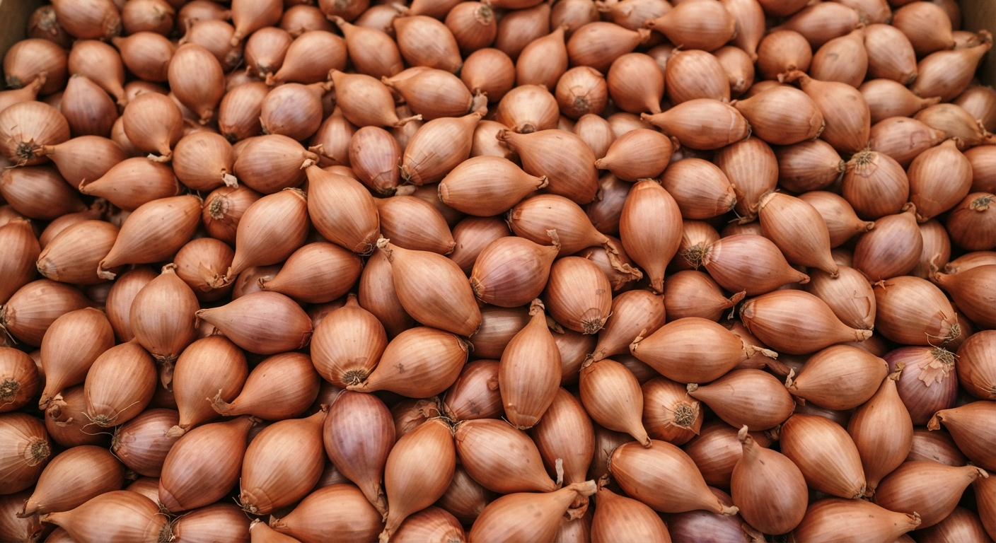 Shallot